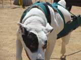 Canine Weight Pull