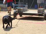 Canine Weight Pull