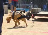 Canine Weight Pull