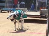 Canine Weight Pull