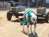 Canine Weight Pull