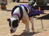 Canine Weight Pull