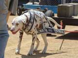 Canine Weight Pull