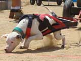 Canine Weight Pull