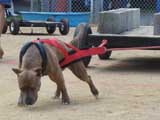Canine Weight Pull