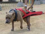 Canine Weight Pull