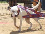 Canine Weight Pull