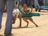 Canine Weight Pull