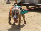 Canine Weight Pull