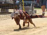Canine Weight Pull