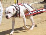Canine Weight Pull