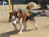Canine Weight Pull