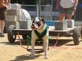 Canine Weight Pull