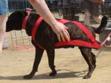 Canine Weight Pull