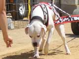Canine Weight Pull