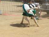 Canine Weight Pull