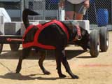 Canine Weight Pull
