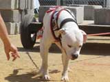 Canine Weight Pull