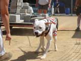 Canine Weight Pull