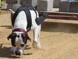 Canine Weight Pull