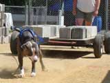 Canine Weight Pull