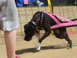 Canine Weight Pull