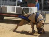 Canine Weight Pull
