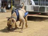 Canine Weight Pull