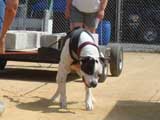 Canine Weight Pull