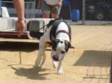Canine Weight Pull