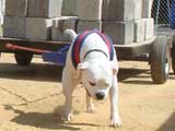 Canine Weight Pull
