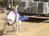 Canine Weight Pull