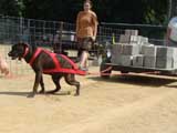 Canine Weight Pull