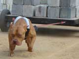 Canine Weight Pull
