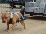 Canine Weight Pull
