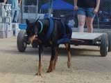 Canine Weight Pull