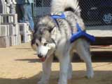 Canine Weight Pull