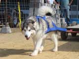 Canine Weight Pull
