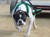 Canine Weight Pull