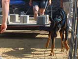 Canine Weight Pull