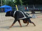 Canine Weight Pull