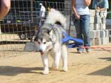 Canine Weight Pull