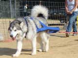Canine Weight Pull
