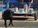 Canine Weight Pull