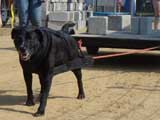 Canine Weight Pull