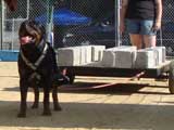 Canine Weight Pull