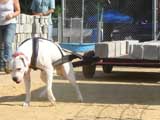 Canine Weight Pull