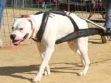 Canine Weight Pull