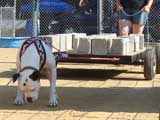 Canine Weight Pull