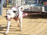 Canine Weight Pull